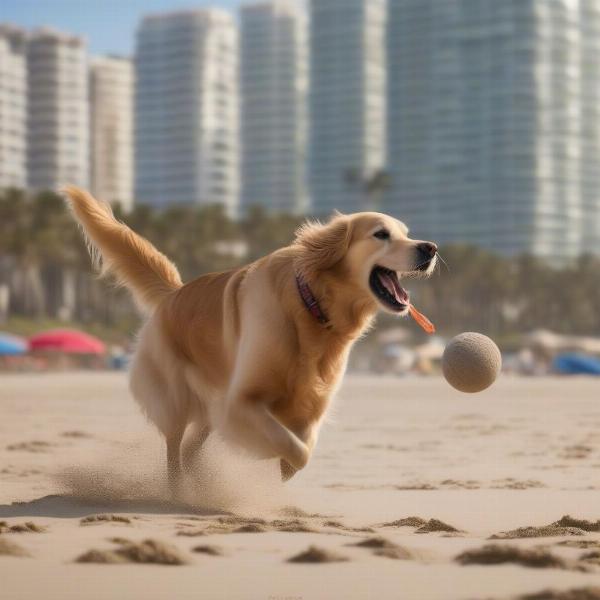 Dog playing fetch on the beach near a dog-friendly hotel