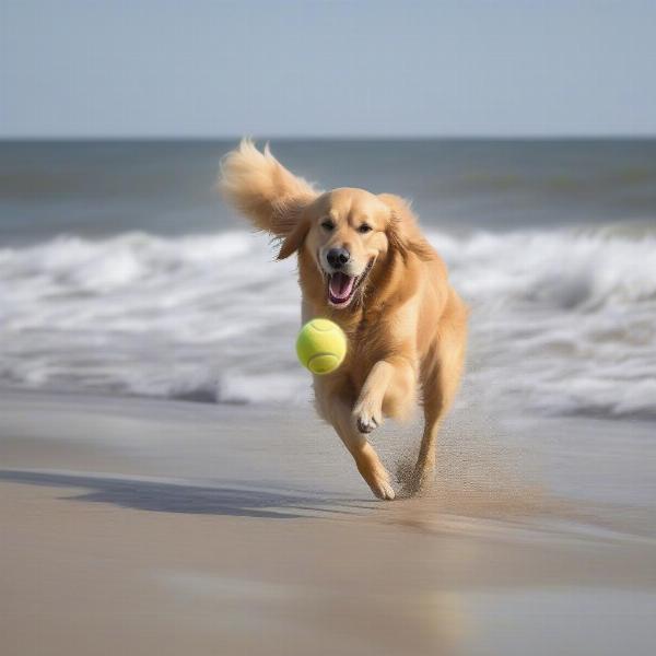 A happy dog playing fetch on a Cape Cod beach.