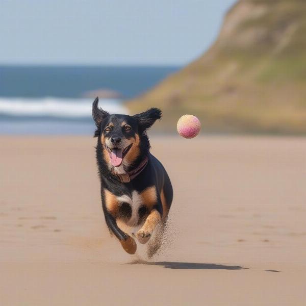 A dog playing fetch on a sandy beach in Devon