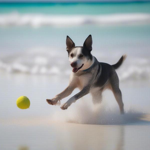 Dog playing fetch on Dog Island beach