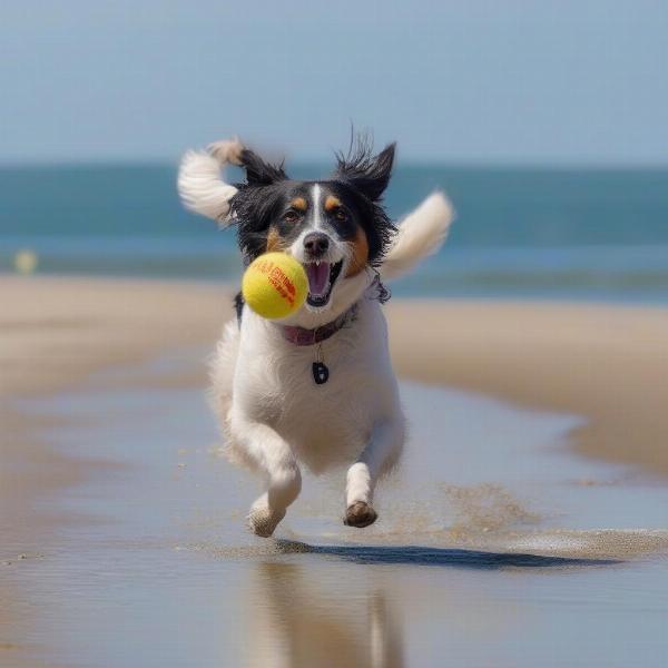 Dog Playing on Lyme Regis Beach