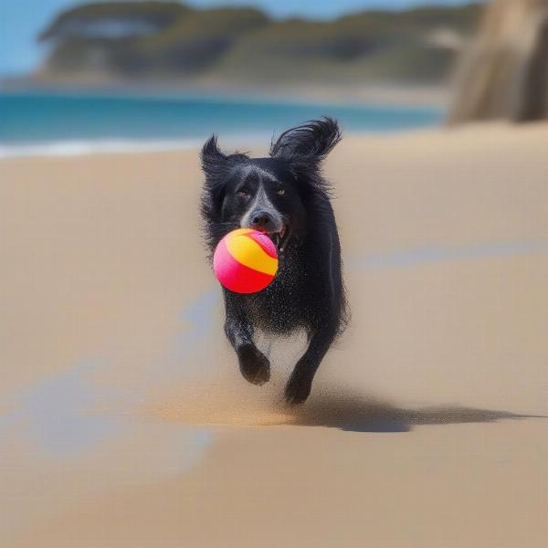 Dog playing fetch on a Mornington Peninsula beach