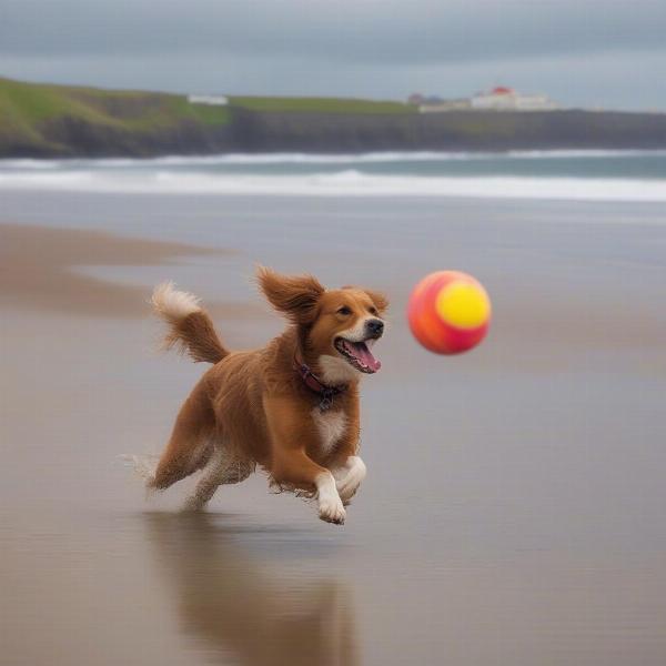 A dog playing fetch on the beach in Portrush, Northern Ireland.