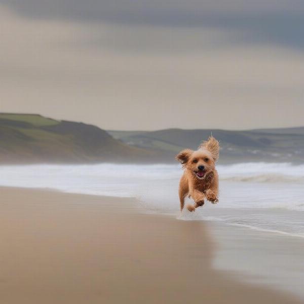 Woolacombe's dog-friendly beaches are perfect for a fun day out.