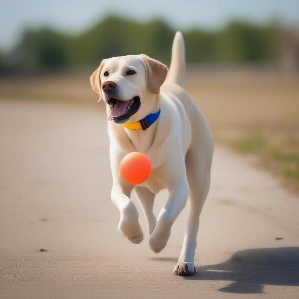 Dog Playing with a Soft Cone Collar