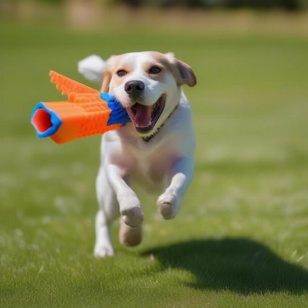 Dog retrieving nerf dart