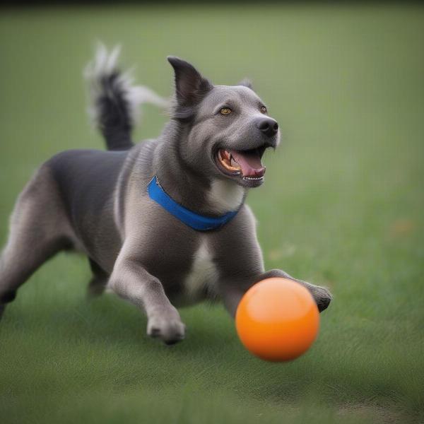 Dog Enjoying an Orange and Blue Ball in the Park