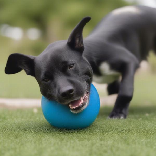 Dog Playing with Orbee-Tuff Ball