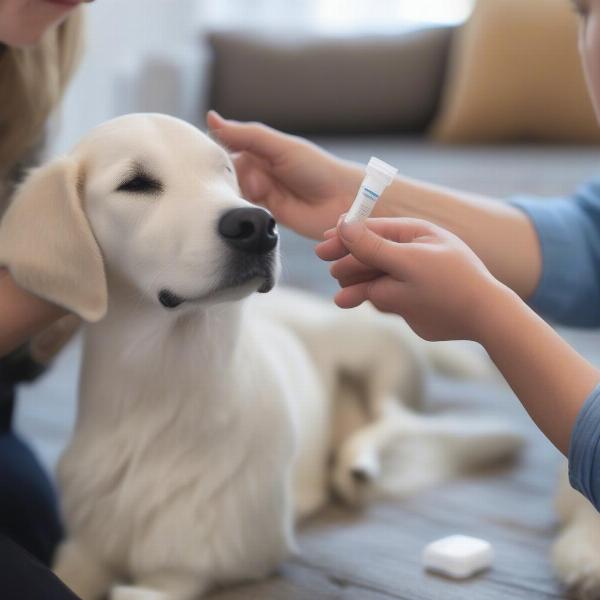 Dog Comfortably Receiving Optimimmune Eye Drops