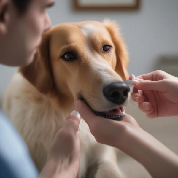 A dog receiving oral medication