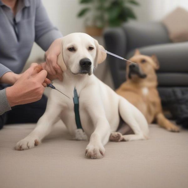 Dog Receiving Zycortal Injection at Home