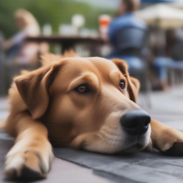 Dog relaxing at a dog-friendly restaurant patio in Duluth.