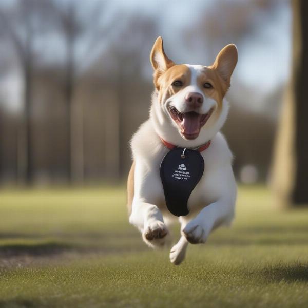 Dog Running With ID Tag Visible