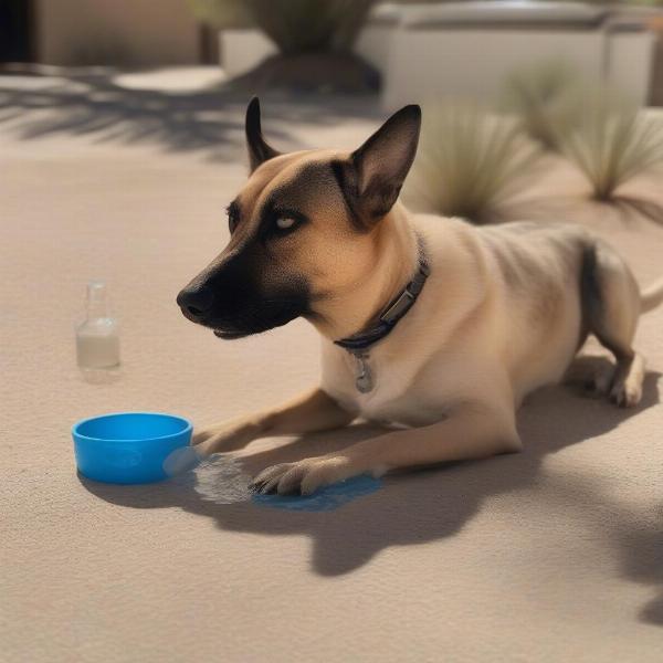 Dog Safety in the Desert Heat of Palm Springs