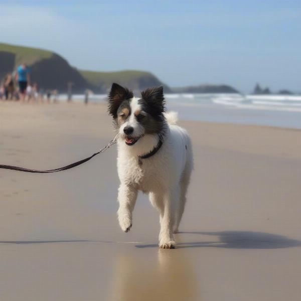 Dog Safety at Perranporth Beach: A dog owner keeps their dog on a lead near the water's edge, demonstrating responsible dog ownership on a busy beach.