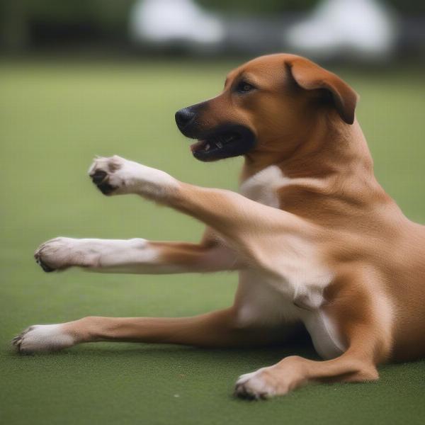 Dog Scratching an Itch