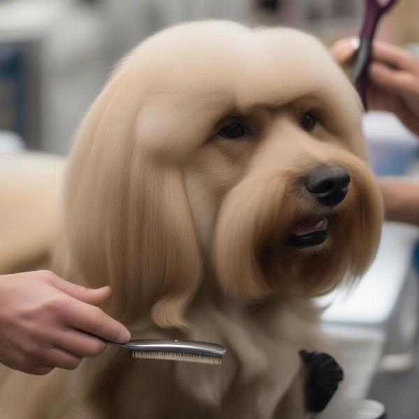 A dog being groomed for a show, with attention to detail in brushing and styling.