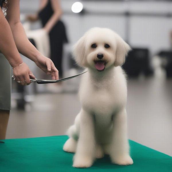 Dog Show Preparation in Los Angeles