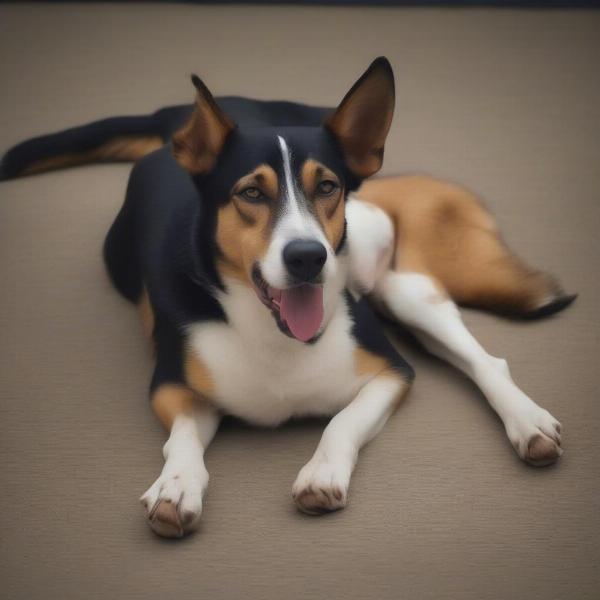 Dog showing discomfort after swallowing a bully stick