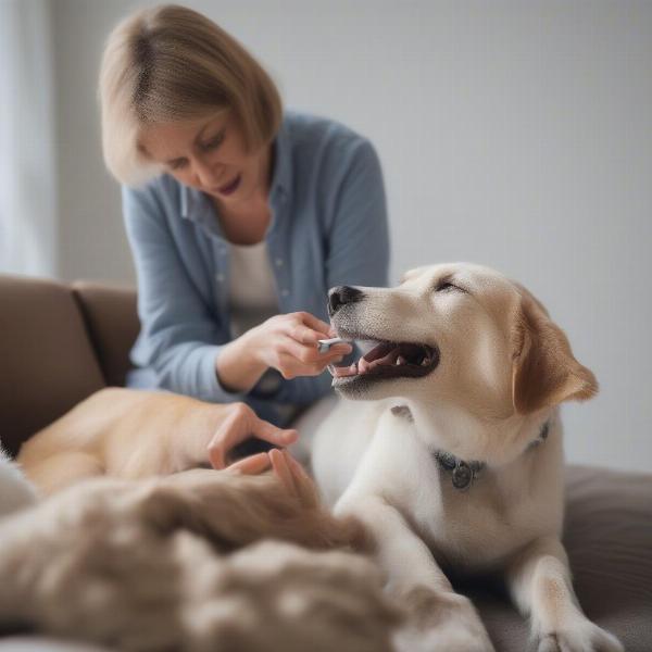 Dog Sitter Administering Medication