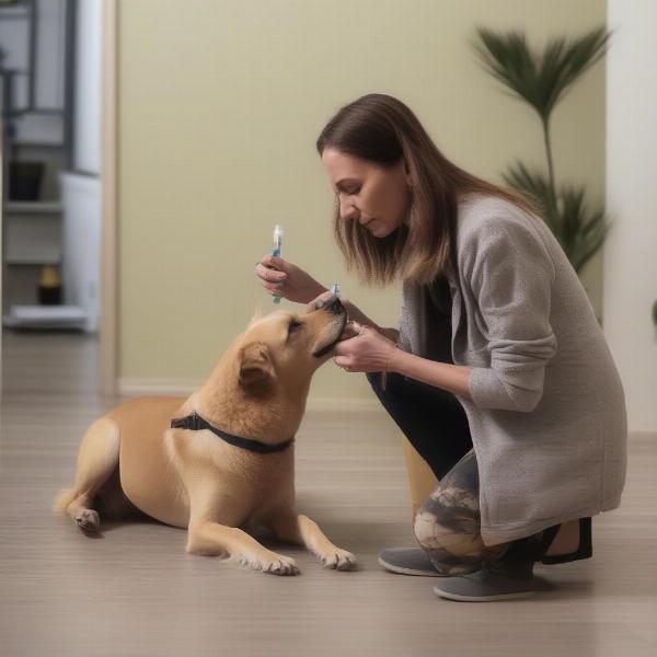 Dog Sitter Administering Medication to a Dog in Tucson