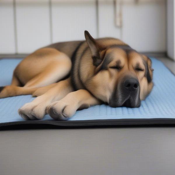 Dog Sleeping on a Cooling Mat