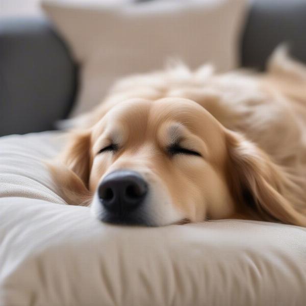 Dog sleeping peacefully on a comfortable head pillow