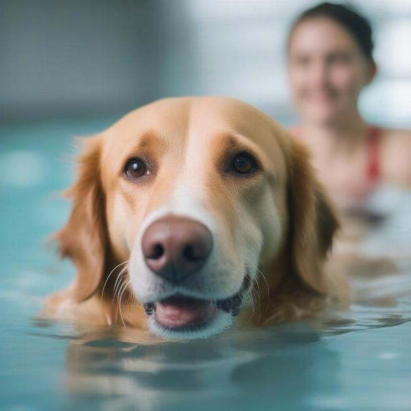 Dog undergoing hydrotherapy for joint health