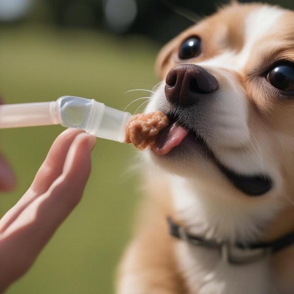 Dog taking liquid collagen