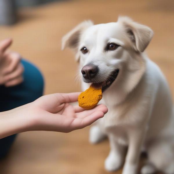 A dog taking a turmeric supplement.