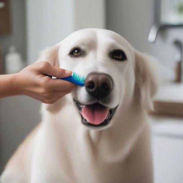 Brushing Your Dog's Teeth at Home in Edmonton