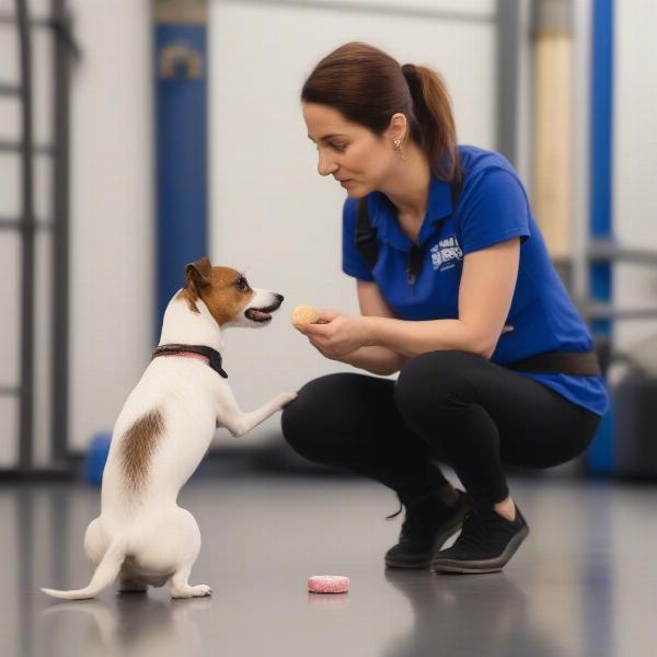 Dog Trainer Working with a Small Dog