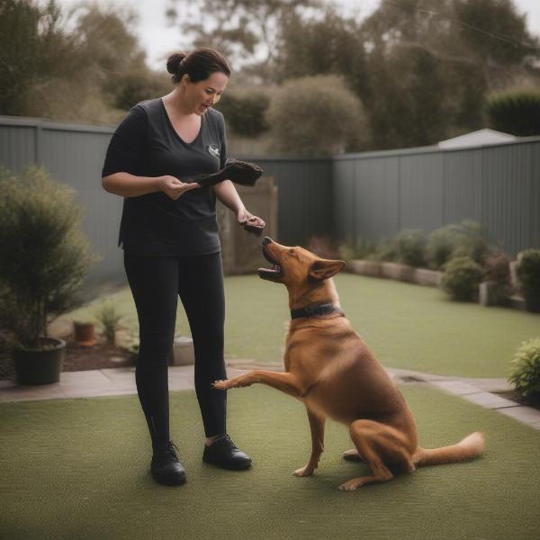 Dog training at home in Penrith