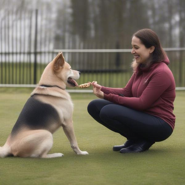 Dog Training Birmingham: Positive Reinforcement in Action