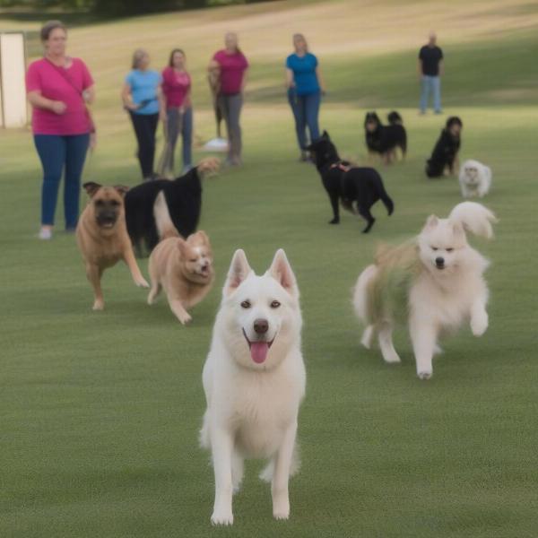 Dog Training Classes in Johnson City, TN