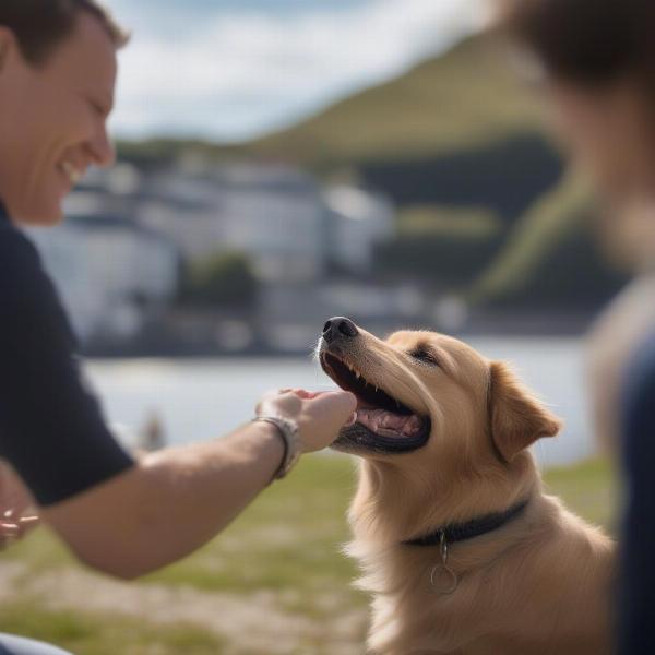 Dog Training in Dartmouth: Positive Reinforcement Techniques