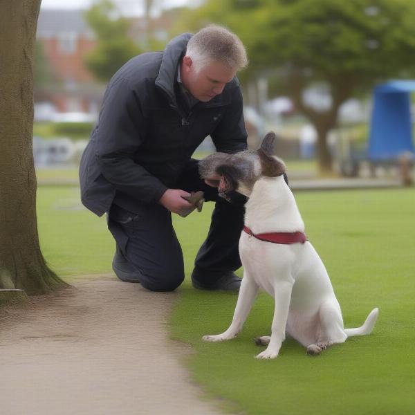 Dog Training Needs Assessment in Southport