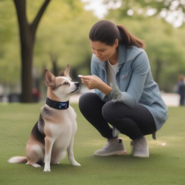 Dog training with a remote control bark collar