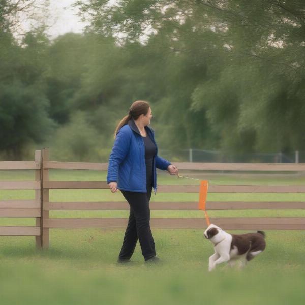 Training a dog with a dog fence collar