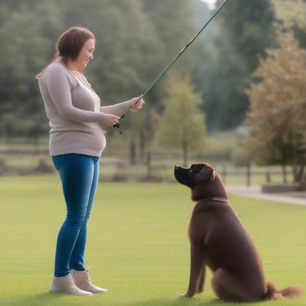 A dog performing a 'sit' command during a flirt pole training session