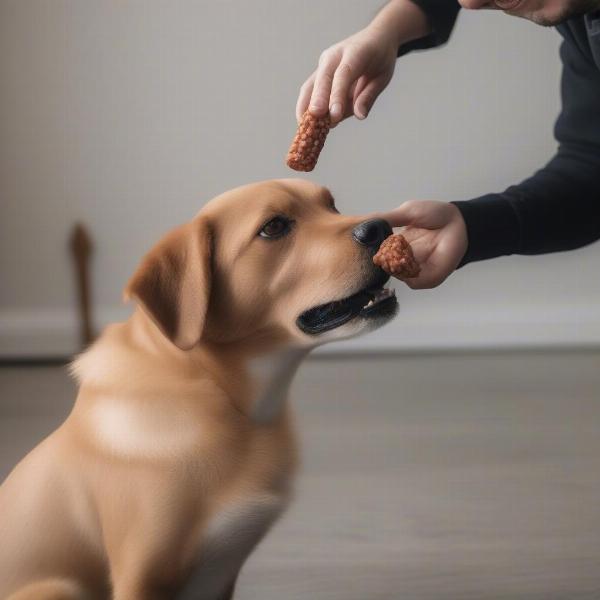 Dog Training with Sausage Treats