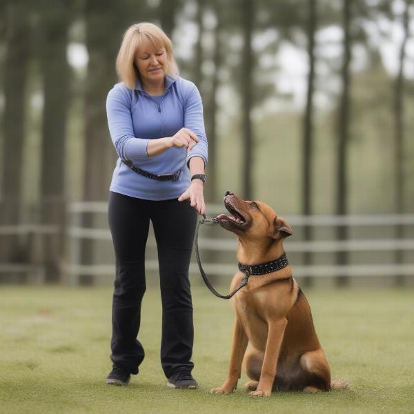 A dog being trained with a spike collar