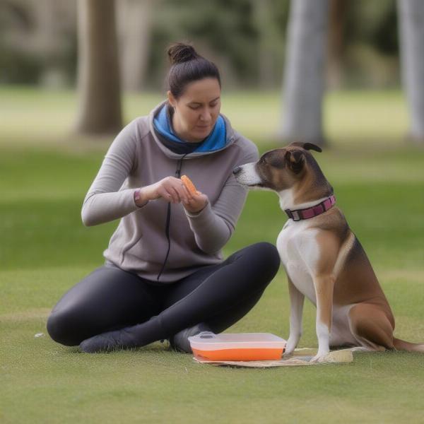 Dog Training with a Treat Pouch in New Zealand