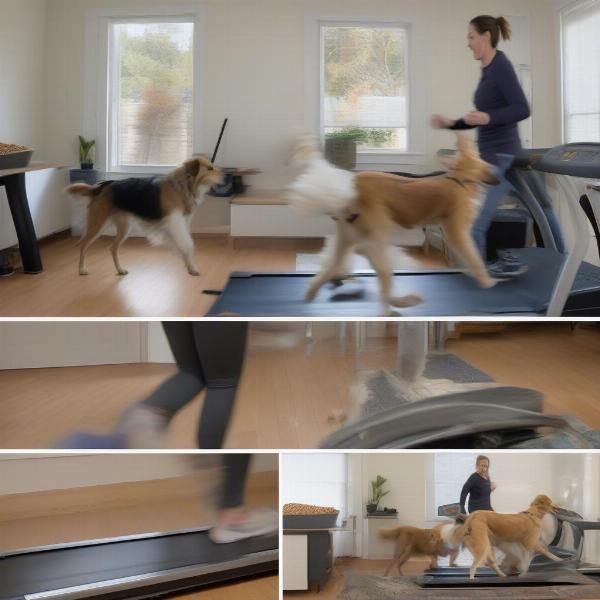 Dog Treadmill Training in Australia