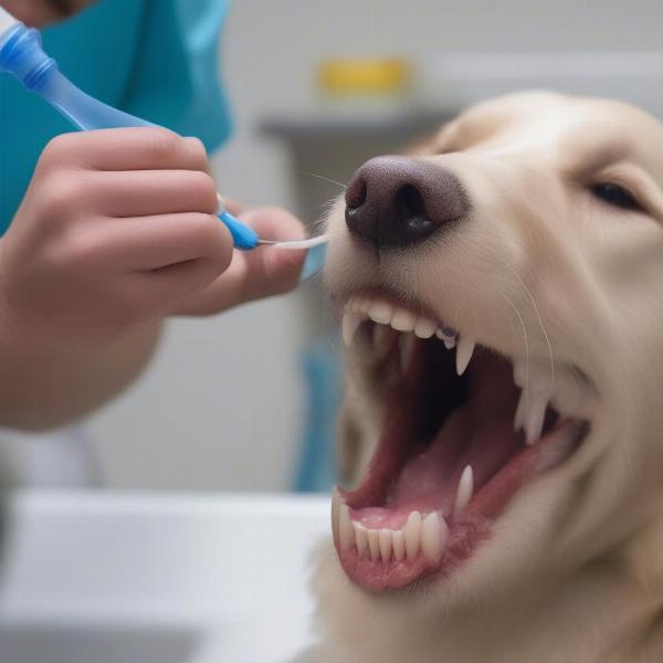 Dog using dental rinse