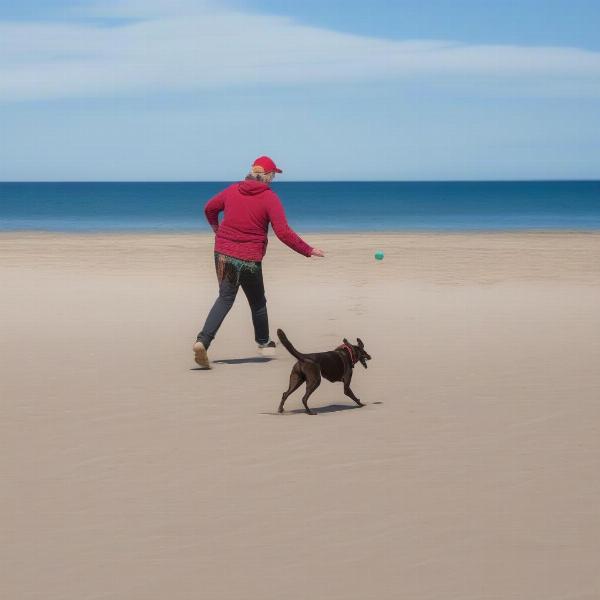 Dog walker at the beach