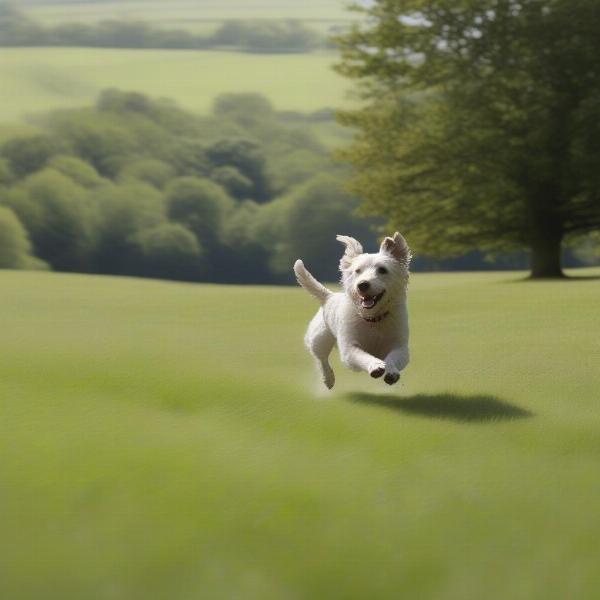 Dog enjoying a walk in the beautiful Cirencester Park