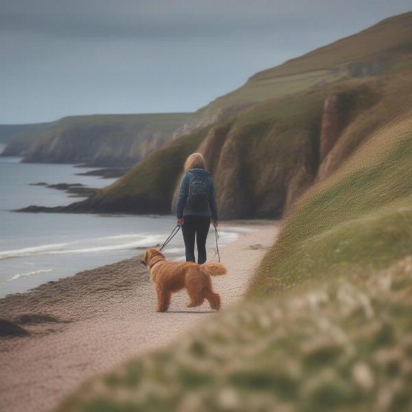 Dog walking on the Devon Coast