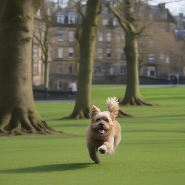 Dog walking in an Edinburgh park