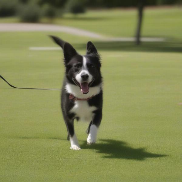 Dog Walking on Grass After Toe Amputation